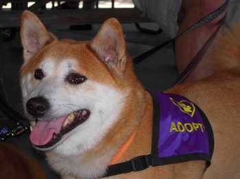 Levitt-November-2012-Shiba-Inu